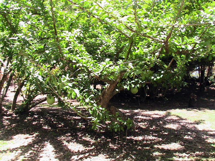 28 - Jardin des eaux 037.jpg